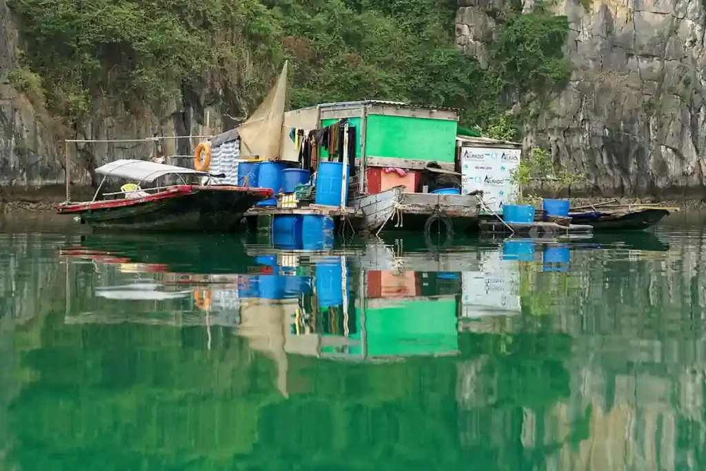 Cats in a rural setting in Vietnam.