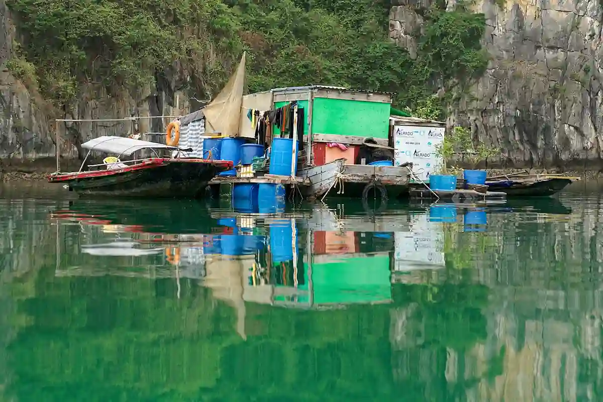 Cats in a rural setting in Vietnam.