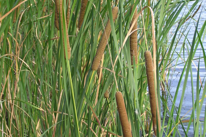 Typha angustifolia (narrowleaf cattail) growing in wetland