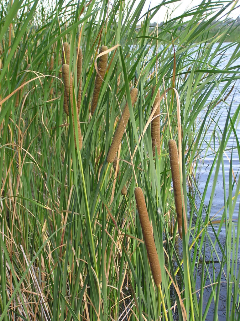 Typha angustifolia (narrowleaf cattail) growing in wetland