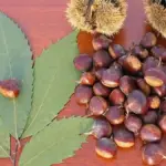 American chestnut tree