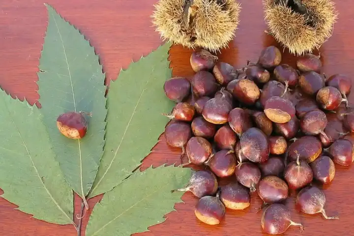 American chestnut tree