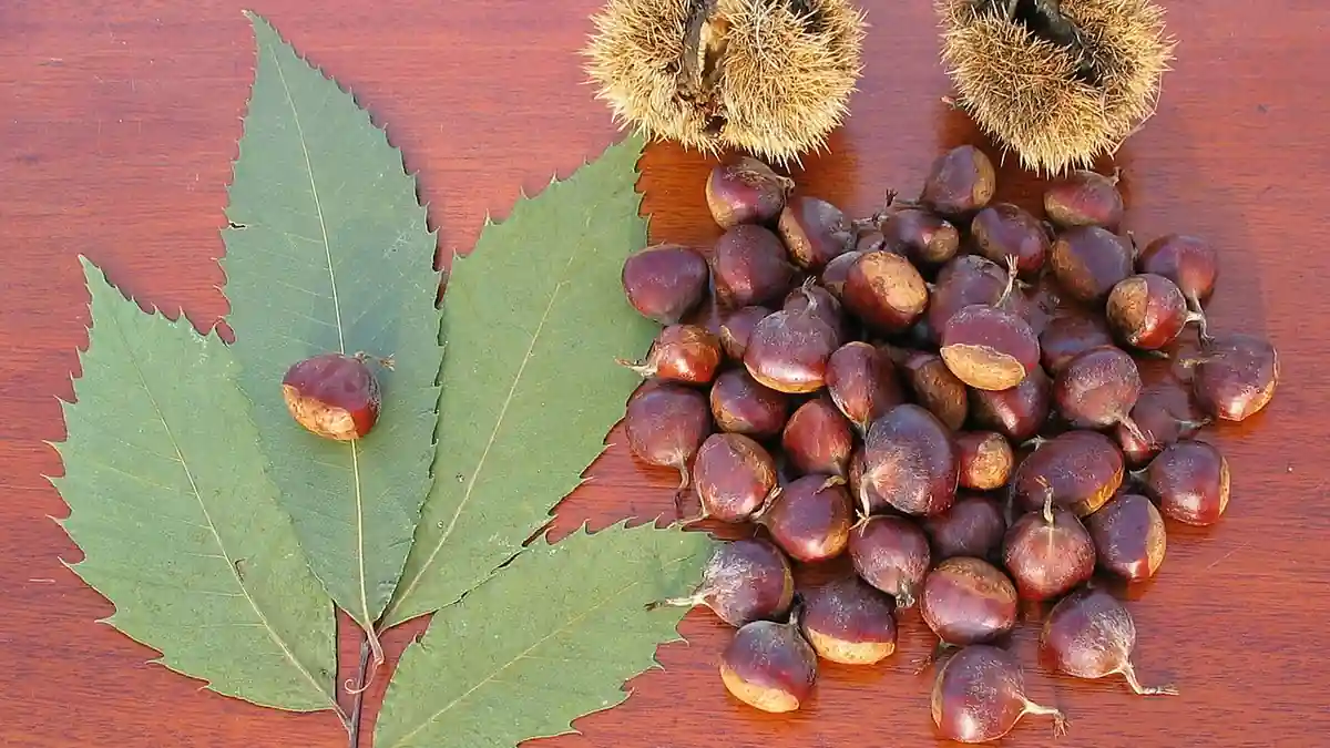 American chestnut tree