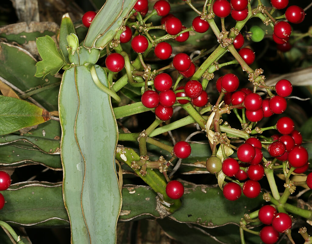 Photograph of Cissus quadrangularis plant