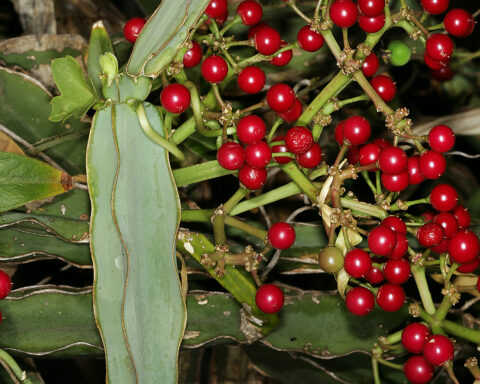 Photograph of Cissus quadrangularis plant