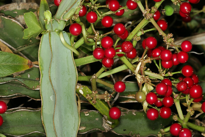Photograph of Cissus quadrangularis plant