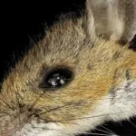 A close-up portrait of a mouse against a black background, illustrating mouse-based biomedical research