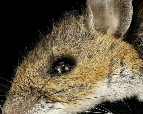 A close-up portrait of a mouse against a black background, illustrating mouse-based biomedical research