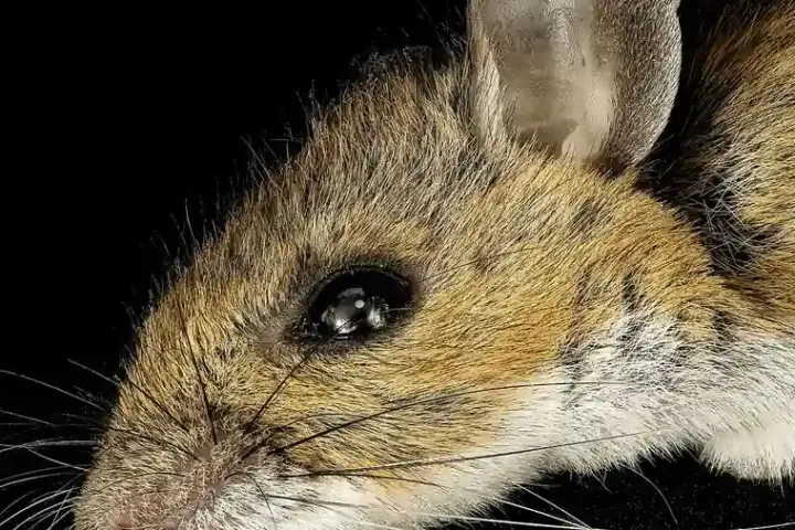 A close-up portrait of a mouse against a black background, illustrating mouse-based biomedical research