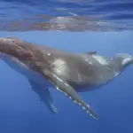 A humpback whale swimming underwater, showing its long pectoral fin and white underside