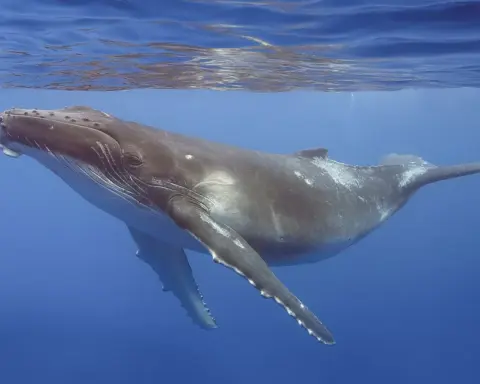A humpback whale swimming underwater, showing its long pectoral fin and white underside
