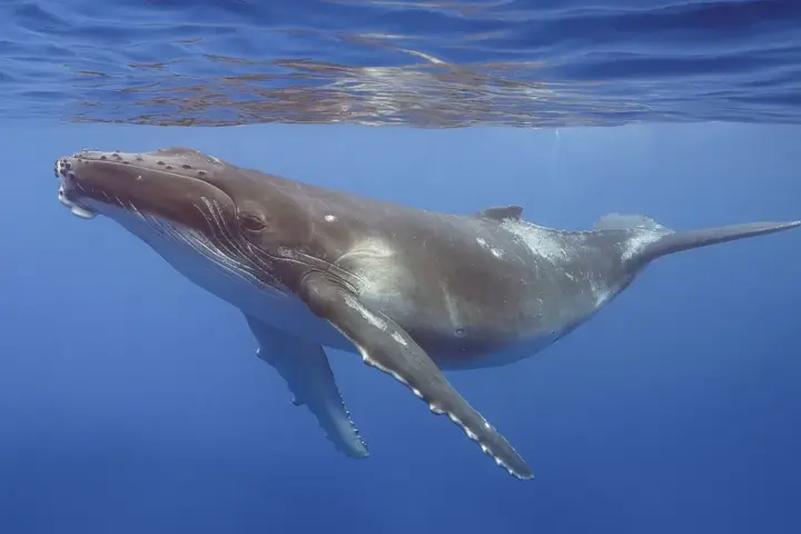 A humpback whale swimming underwater, showing its long pectoral fin and white underside