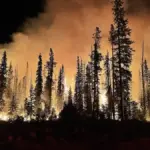 A wildfire burns through a forest at night, with flames and smoke rising among trees
