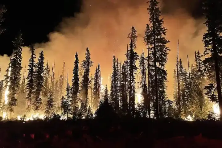 A wildfire burns through a forest at night, with flames and smoke rising among trees