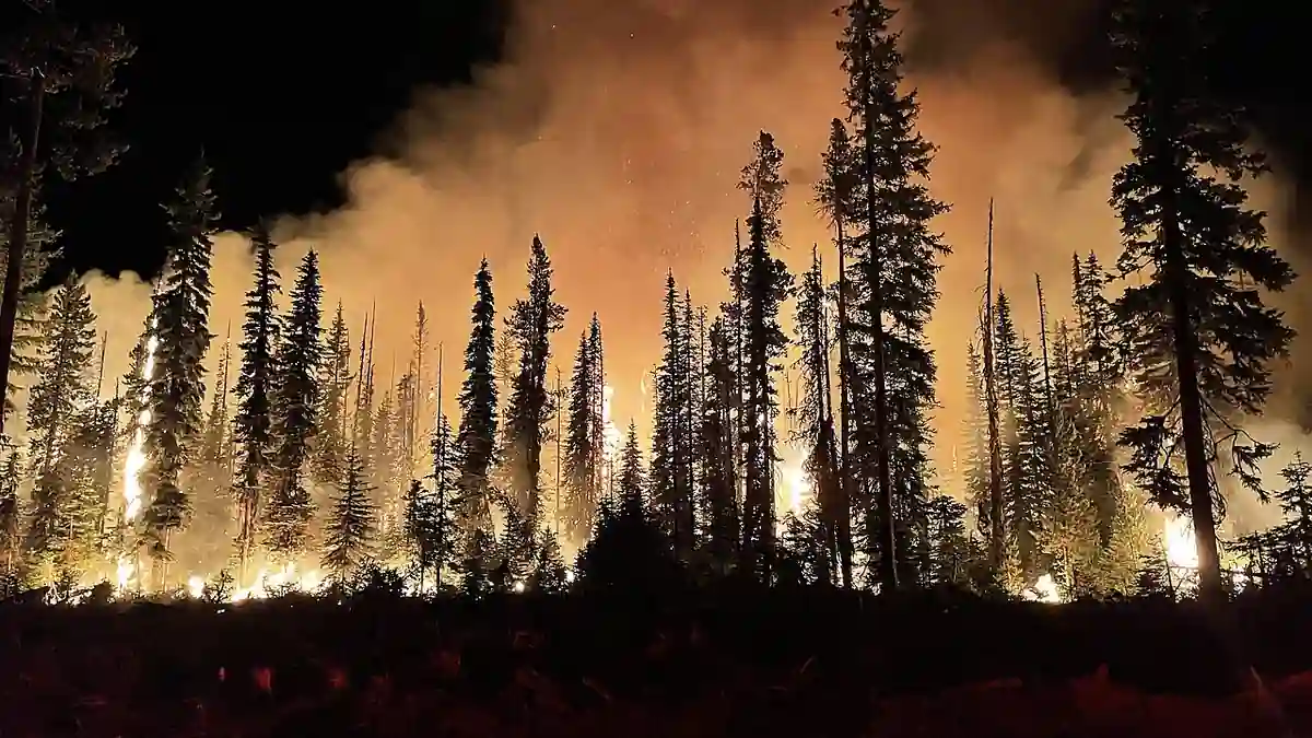 A wildfire burns through a forest at night, with flames and smoke rising among trees