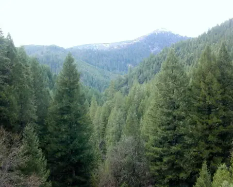 A conifer forest ecosystem under a blue sky.