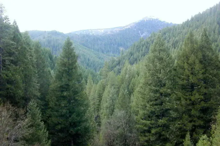 A conifer forest ecosystem under a blue sky.
