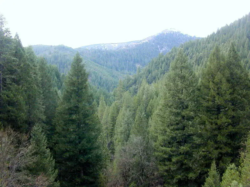 A conifer forest ecosystem under a blue sky.