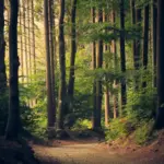 Tropical forest used as an illustrative image for suicide-tree fact-check coverage