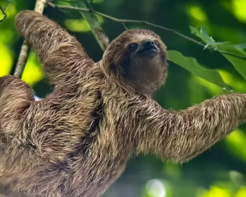 A three-toed sloth in Costa Rica