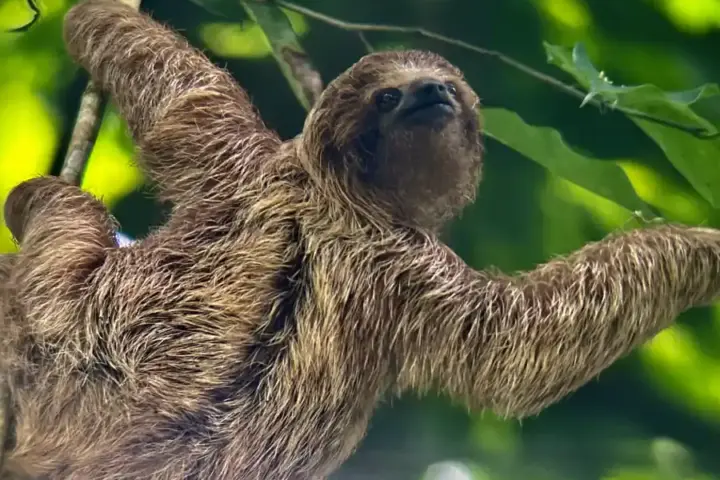 A three-toed sloth in Costa Rica