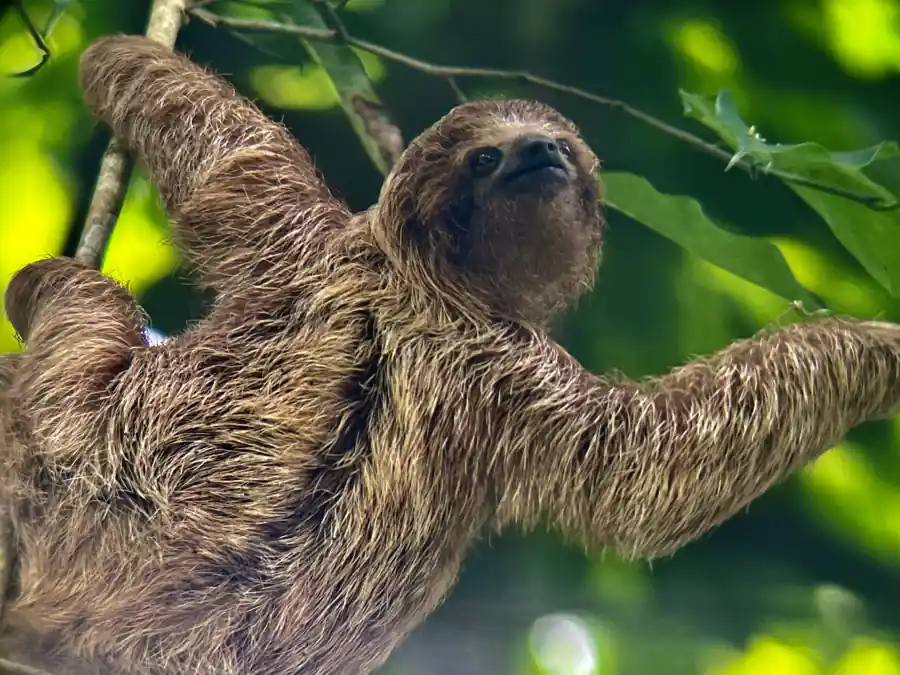 A three-toed sloth in Costa Rica