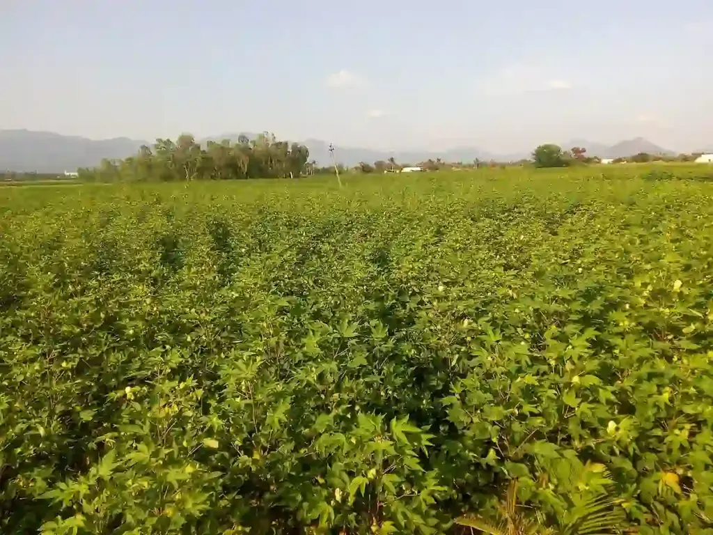 Agricultural rows of green cotton plants growing in a rural Indian field under daylight.