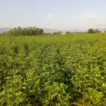 Agricultural rows of green cotton plants growing in a rural Indian field under daylight.