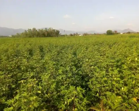 Agricultural rows of green cotton plants growing in a rural Indian field under daylight.