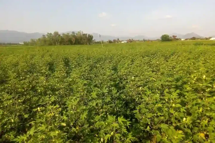 Agricultural rows of green cotton plants growing in a rural Indian field under daylight.