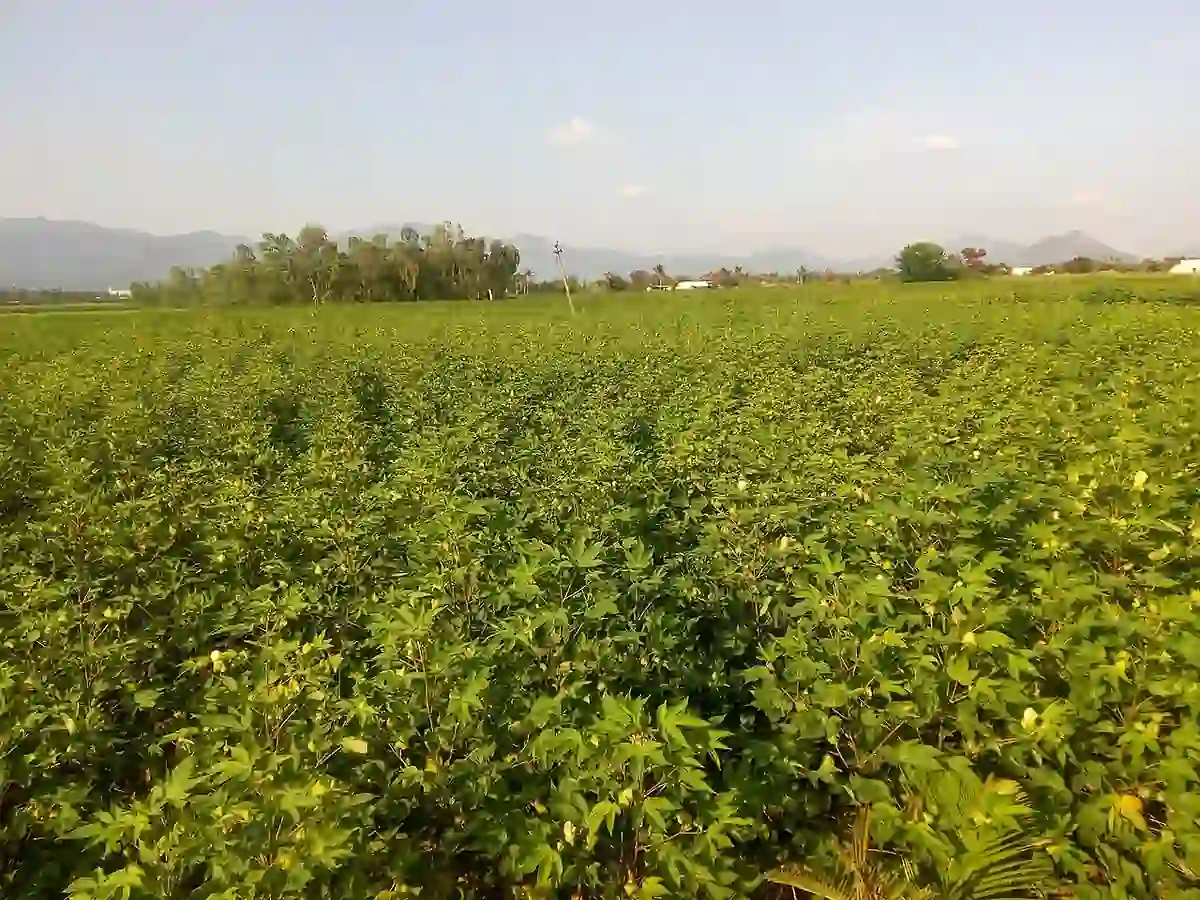 Agricultural rows of green cotton plants growing in a rural Indian field under daylight.