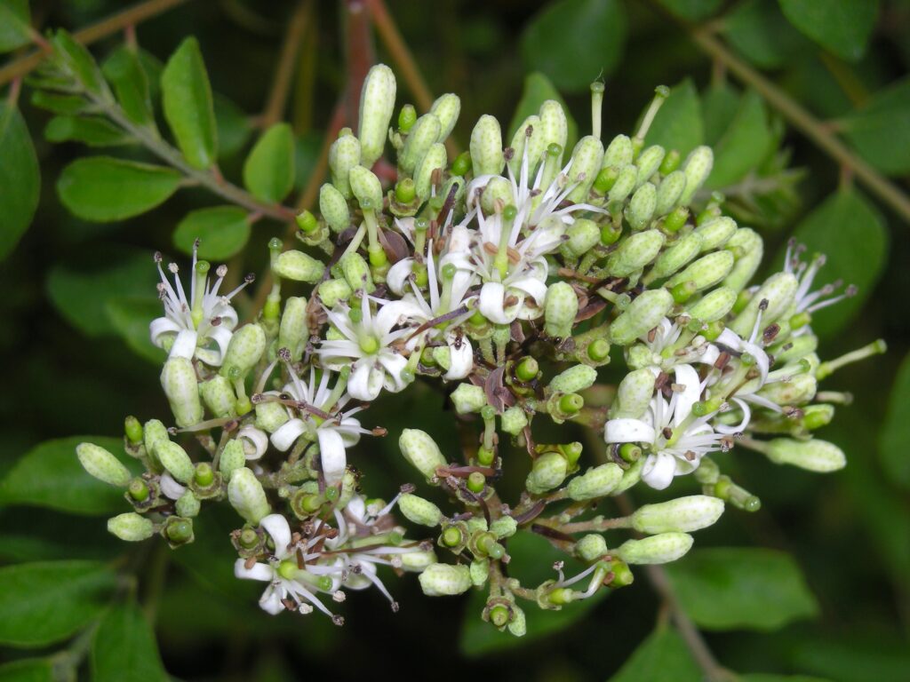 Human-made photograph of a curry tree flower