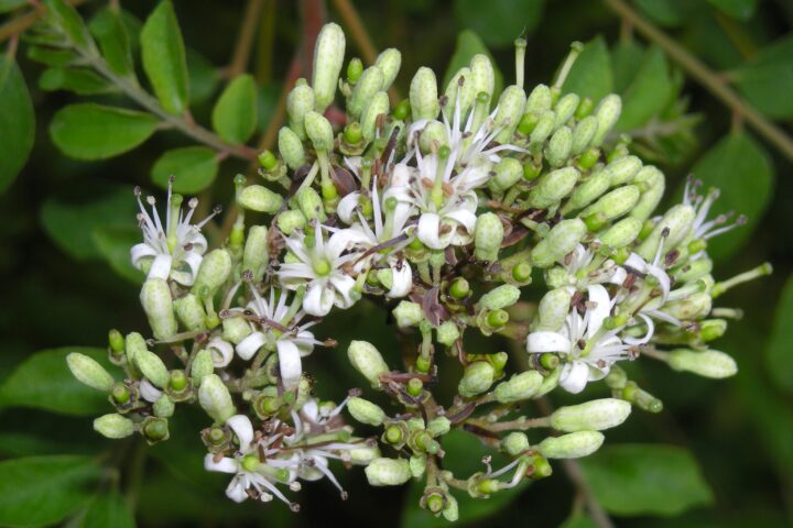 Human-made photograph of a curry tree flower