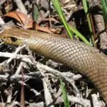 An eastern brown snake coiled in dry grass in an Australian natural habitat