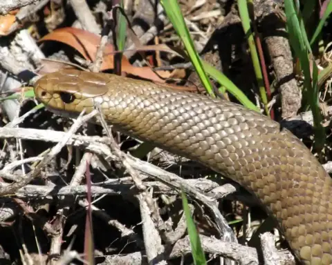 An eastern brown snake coiled in dry grass in an Australian natural habitat