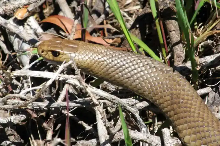 An eastern brown snake coiled in dry grass in an Australian natural habitat