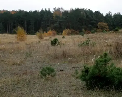 Landscape showing pioneer plant species colonizing degraded sandy soil in early ecological succession