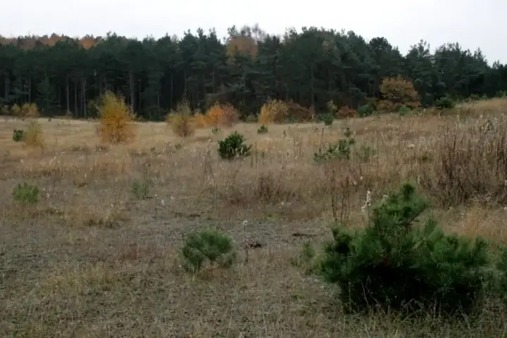Landscape showing pioneer plant species colonizing degraded sandy soil in early ecological succession