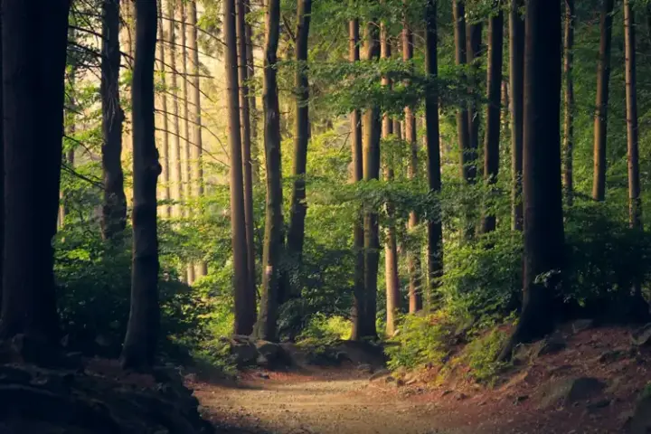 Forest used as an illustrative image for environmental-accountability analysis