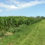 A maize crop growing beside a grass field margin