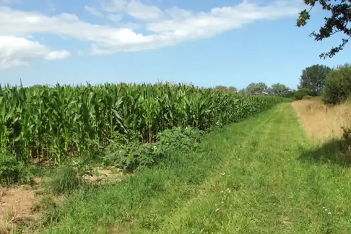 A maize crop growing beside a grass field margin