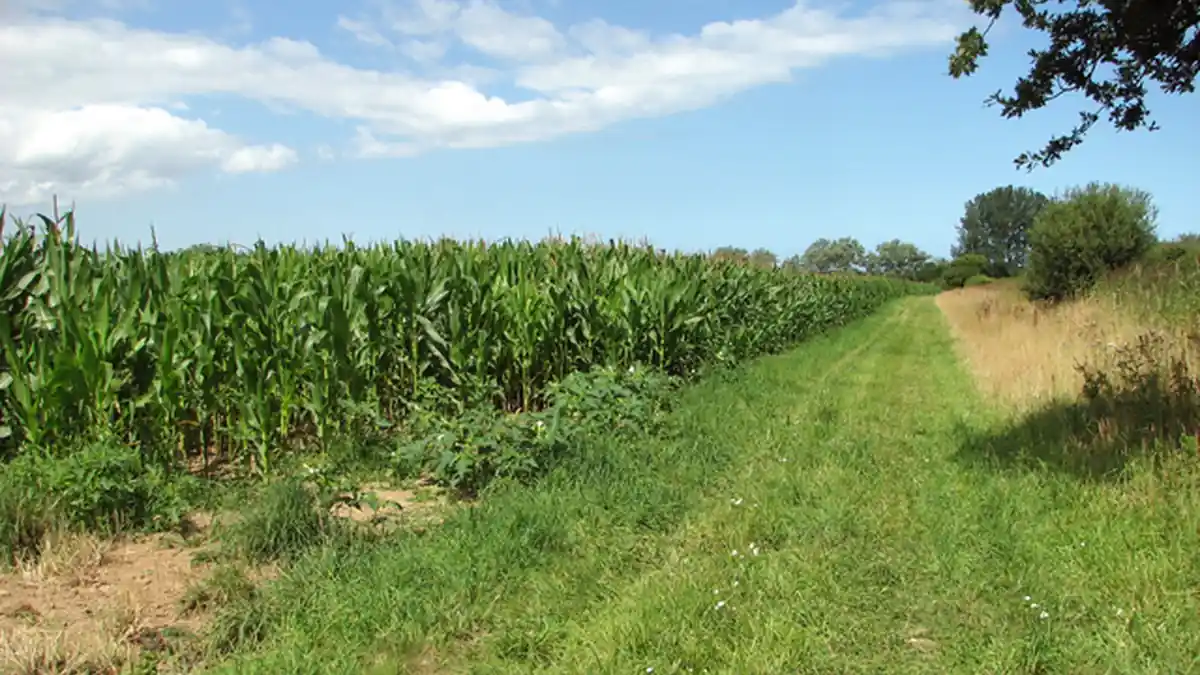 A maize crop growing beside a grass field margin