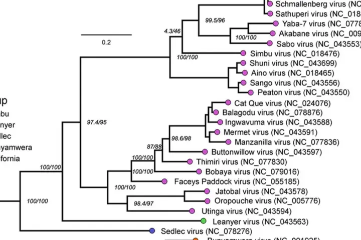 Illustration image related to: Shamonda Virus Just Infected a Human for the First Time in 60 Years and Two Thin