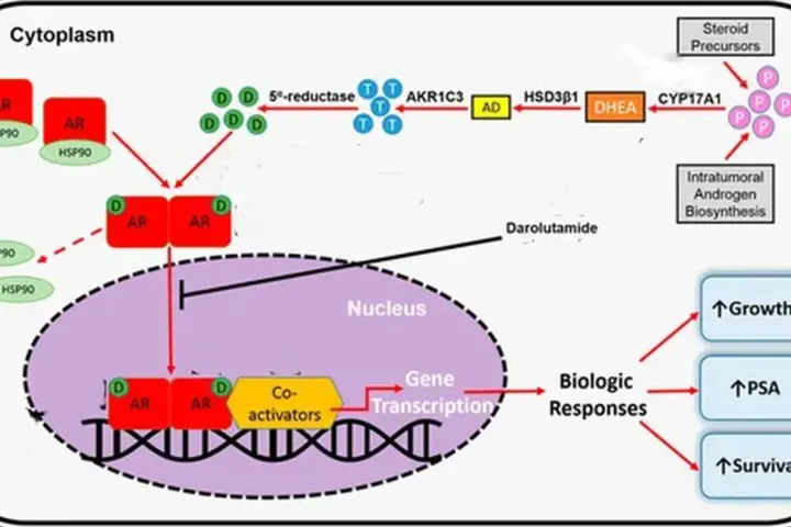 Illustration image related to: Darolutamide Cuts Prostate Cancer Metastasis Risk by 58% in DASL-HiCaP Phase 3