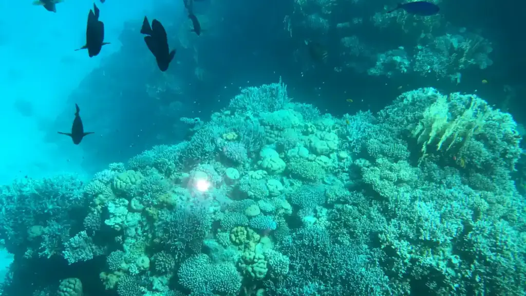 Red Sea shipping lanes connecting Europe Asia Africa