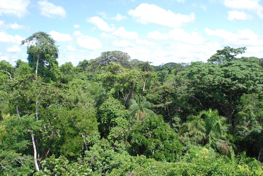 Illustrative view of Amazon rainforest near Puerto Maldonado, Peru