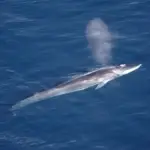 Fin whale at the sea surface