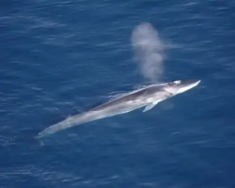 Fin whale at the sea surface