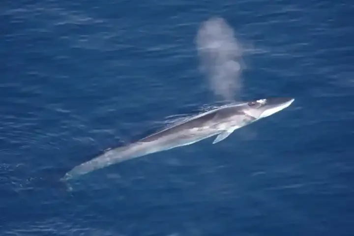 Fin whale at the sea surface