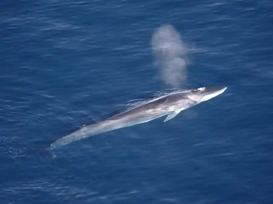 Fin whale at the sea surface